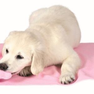 Puppy Kit with blanket, toys & towel, Pink
