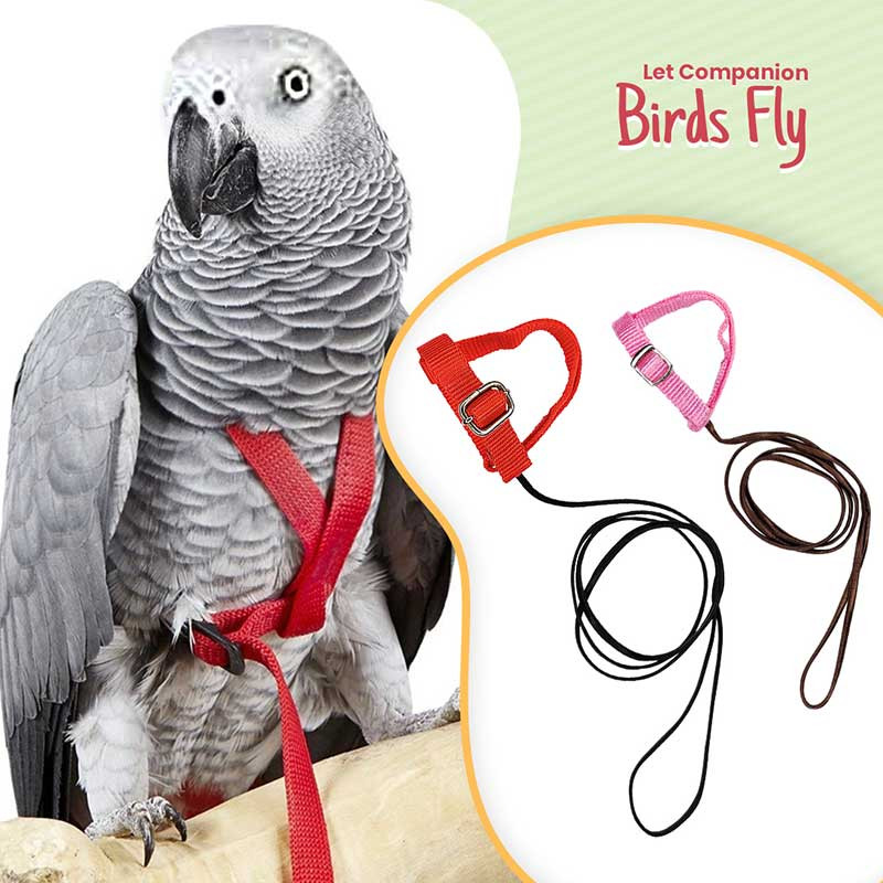 Pawzone Bird Harness ( Colour May Vary ) Pawzone Bird Harness ( Colour May Vary )