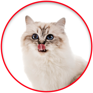 300 X 300 CIRCLE BANNER - CAT