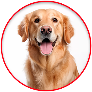 300 X 300 CIRCLE BANNER - DOG