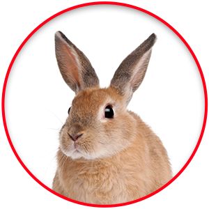 300 X 300 CIRCLE BANNER - SMALL PETS